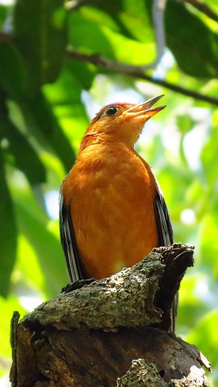 Orange-headed Thrush (Orange-headed) - Soumyadeep  Chatterjee