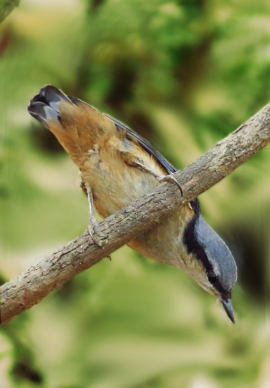 White-tailed Nuthatch - Soumyadeep  Chatterjee