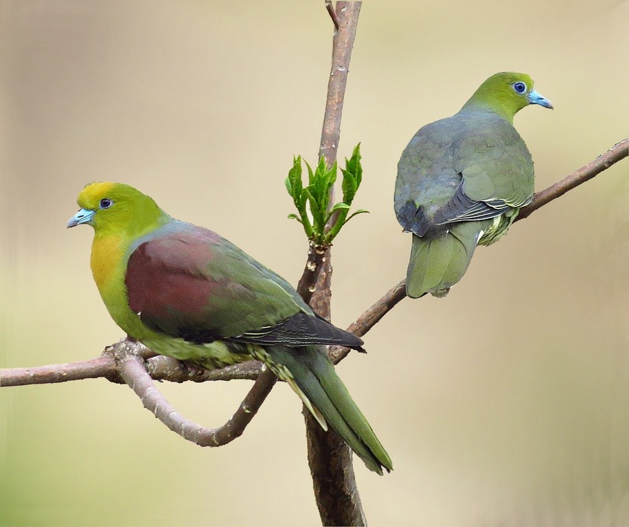 Wedge-tailed Green-Pigeon - ML205831671