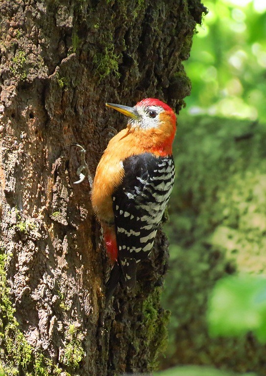Rufous-bellied Woodpecker - Soumyadeep  Chatterjee