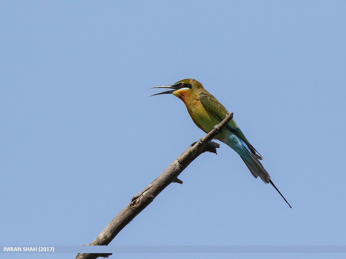 Blue-tailed Bee-eater - Imran Shah