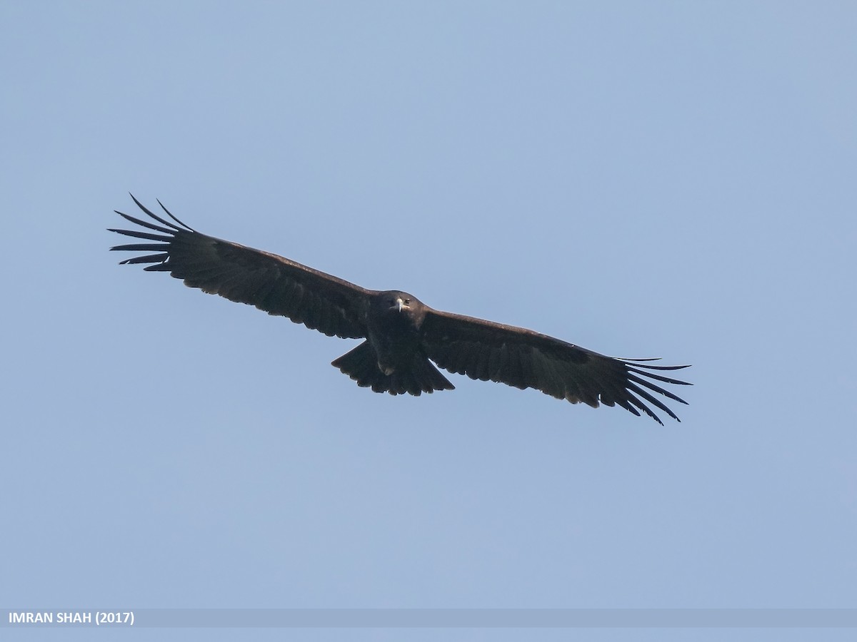 Greater Spotted Eagle - ML205832931