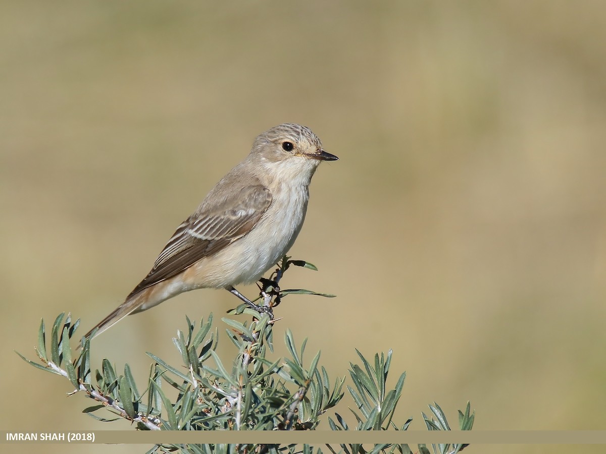 Spotted Flycatcher - Imran Shah