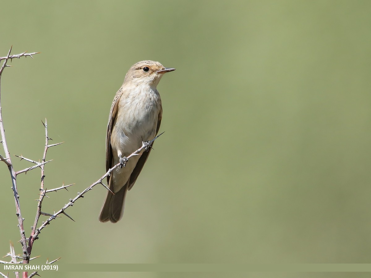Spotted Flycatcher (Spotted) - Imran Shah