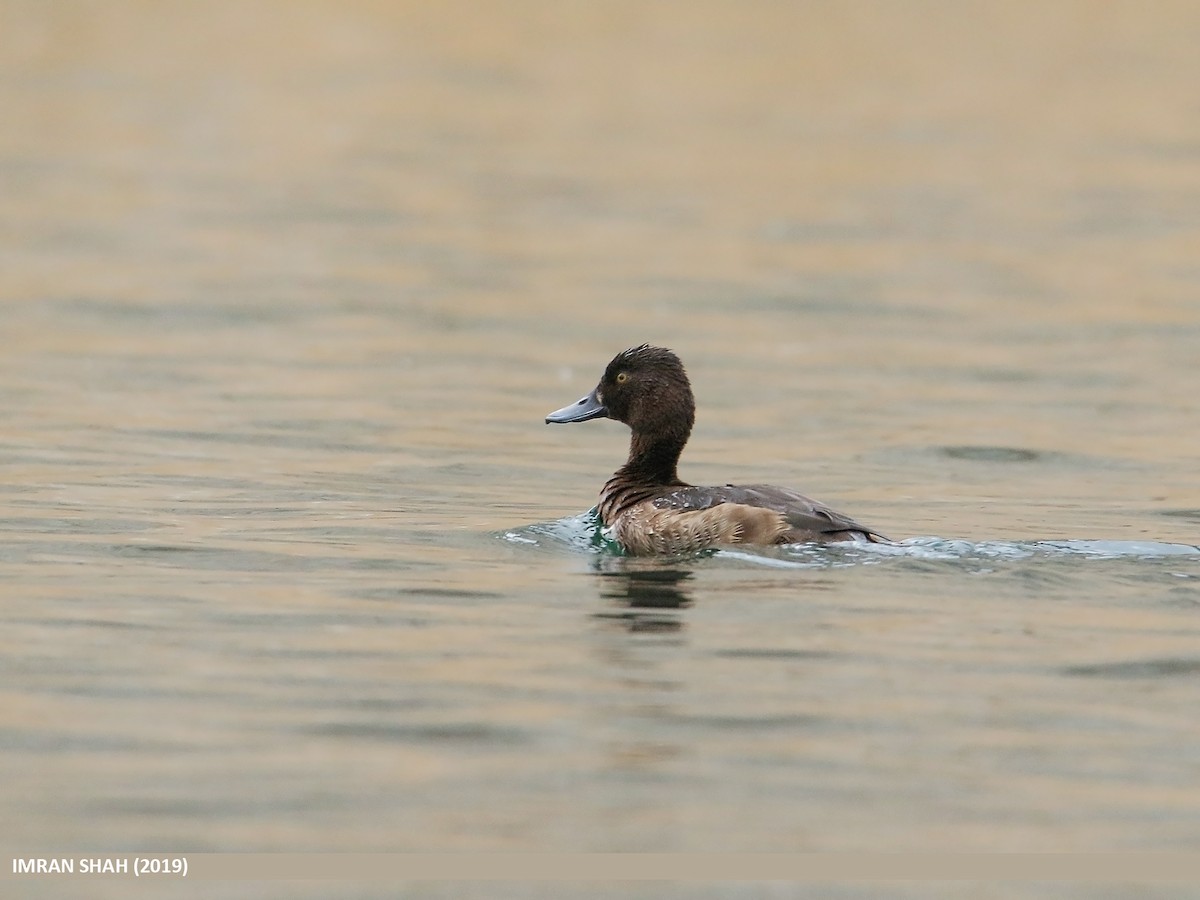 Tufted Duck - ML205833431
