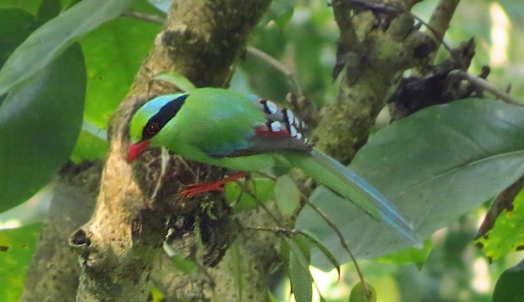 Common Green-Magpie - Soumyadeep  Chatterjee