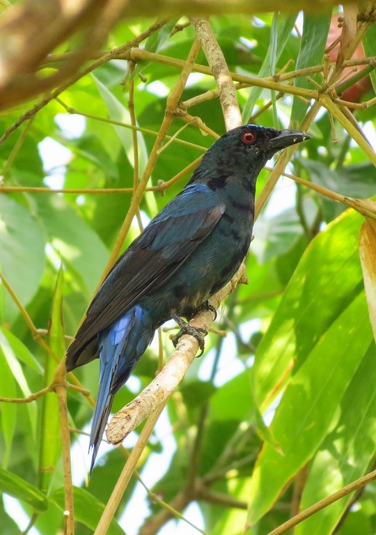Asian Fairy-bluebird - Soumyadeep  Chatterjee