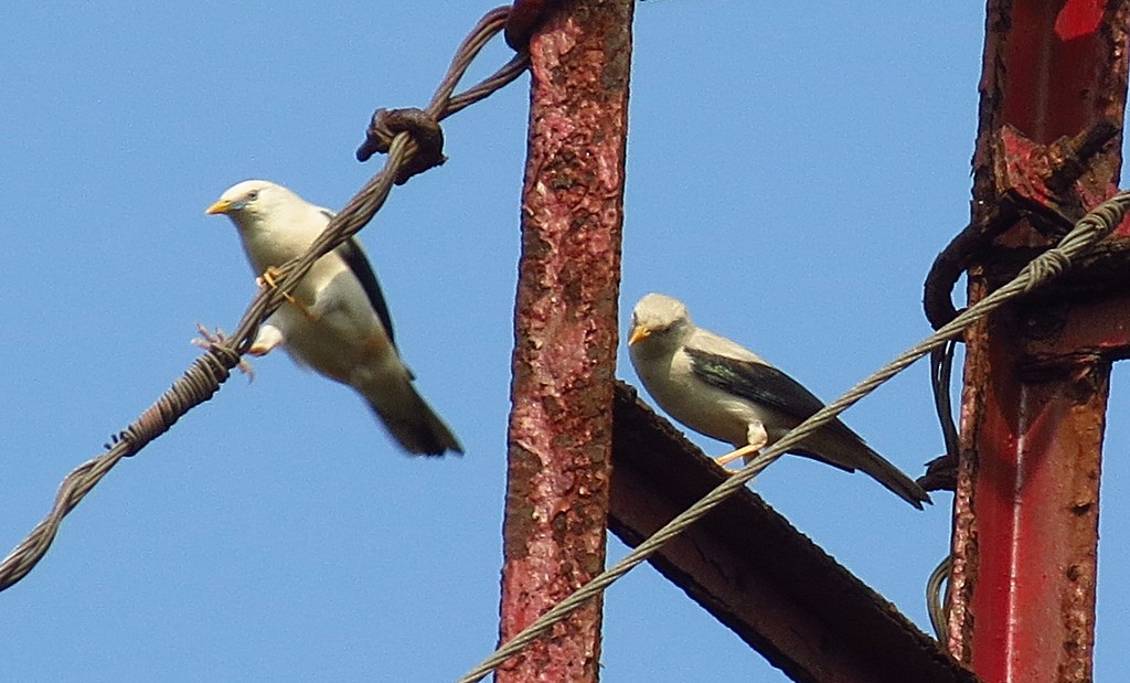 White-headed Starling - Soumyadeep  Chatterjee