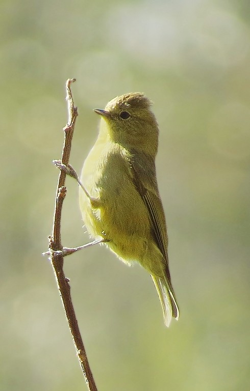 Yellow-browed Tit - ML205833621