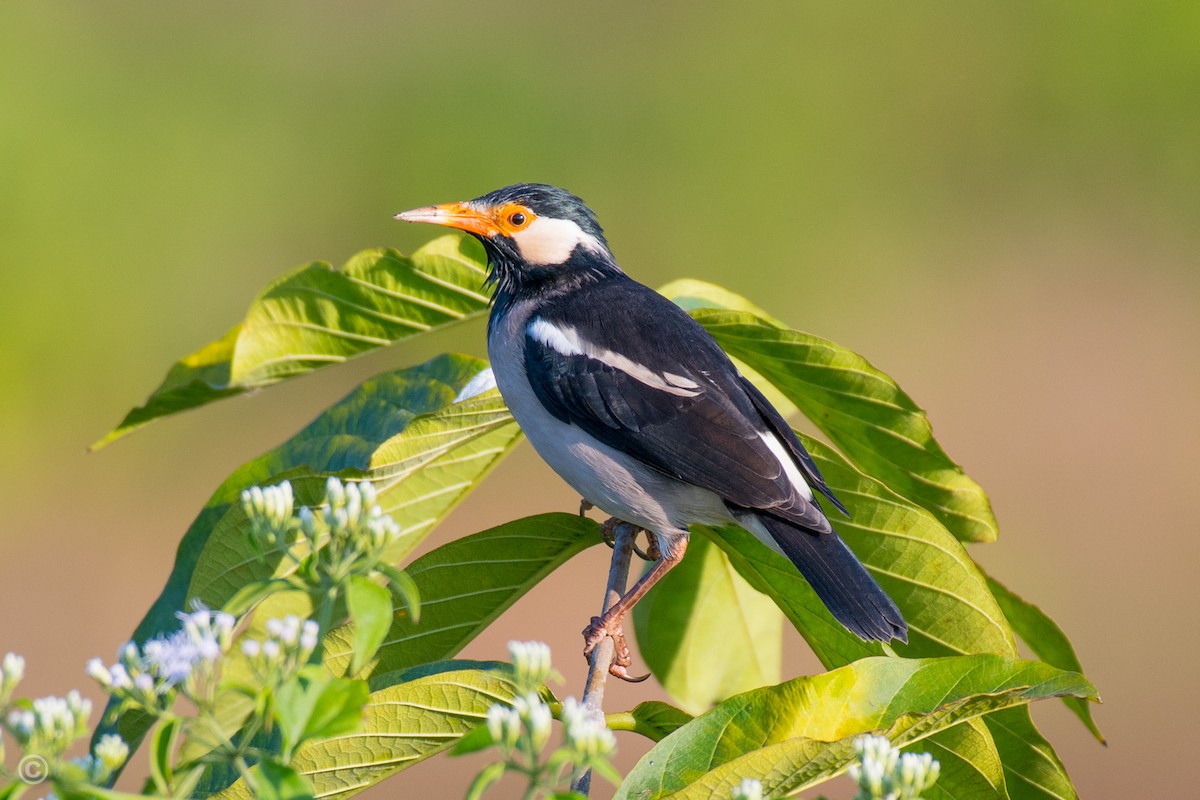 Indian Pied Starling - ML205833721