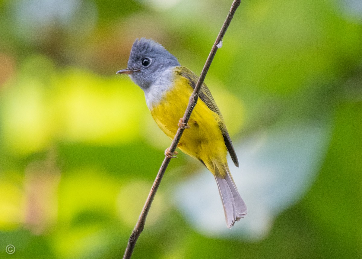 Gray-headed Canary-Flycatcher - Soumyadeep  Chatterjee