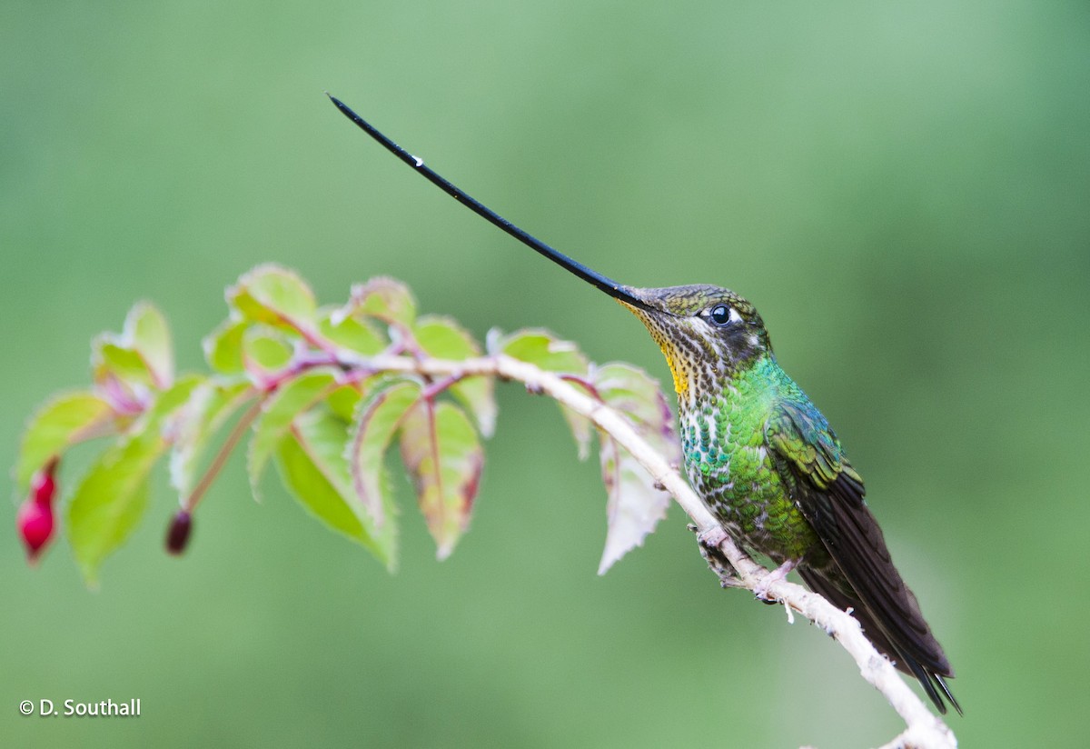 Sword-billed Hummingbird - David Southall