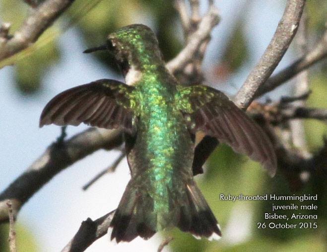 Ruby-throated Hummingbird - Sheri Williamson