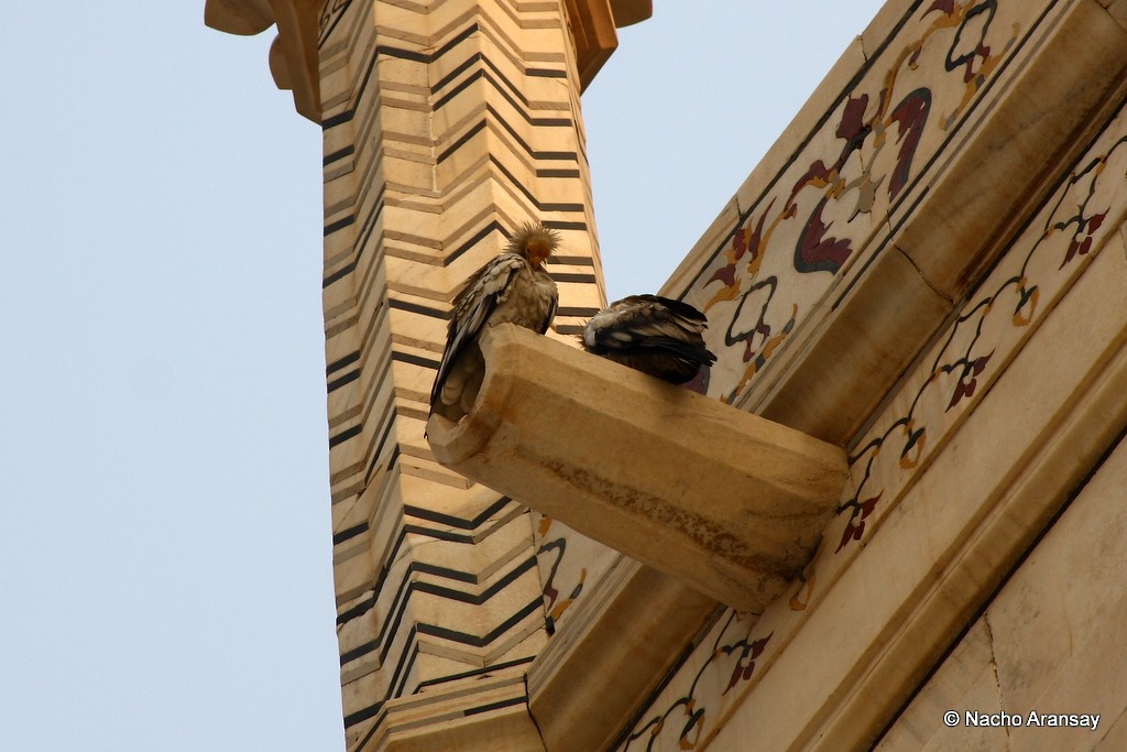 Egyptian Vulture - ML205837311