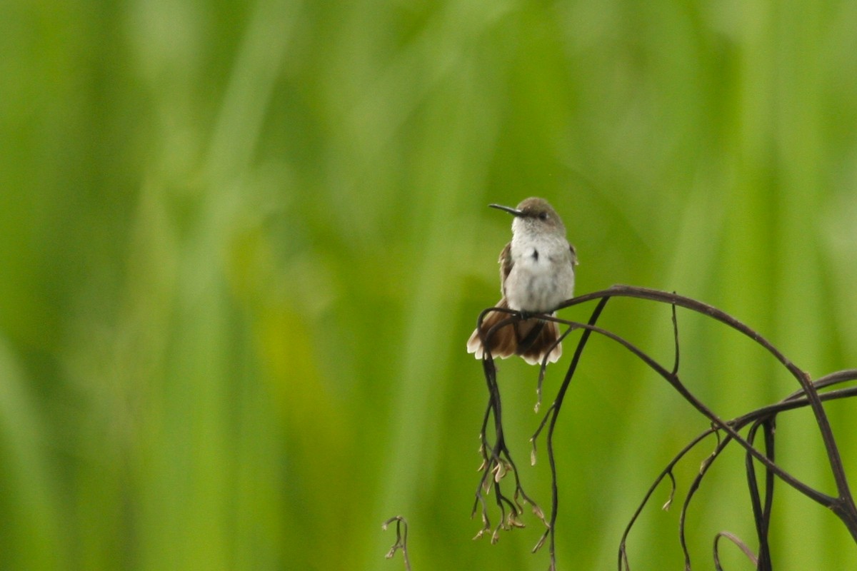 Olive-spotted Hummingbird - ML205837511