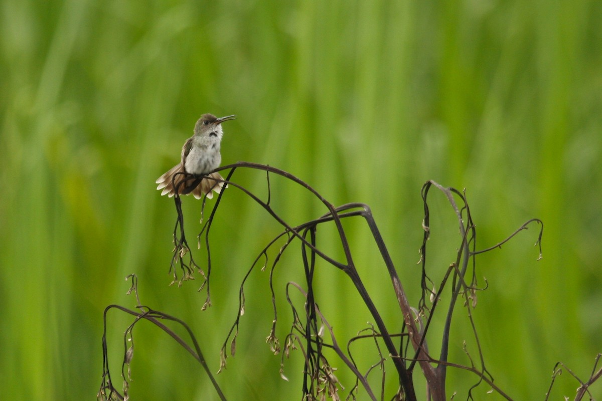 Olive-spotted Hummingbird - Marc Gálvez