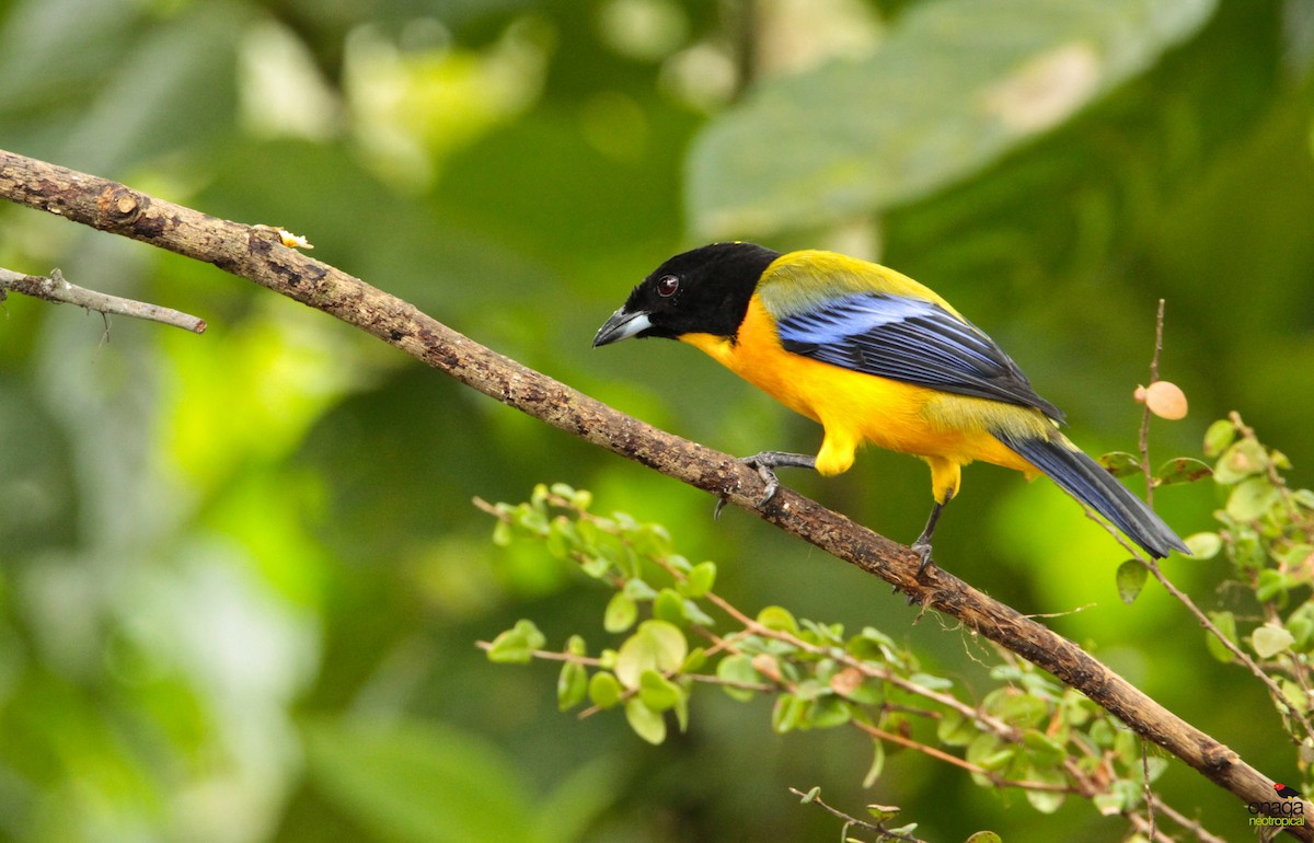 Black-chinned Mountain Tanager - ML205837531