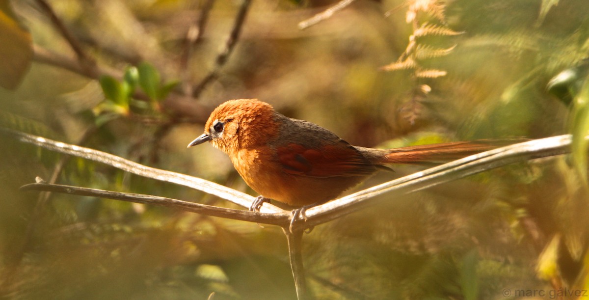 Rusty-headed Spinetail - ML205837541