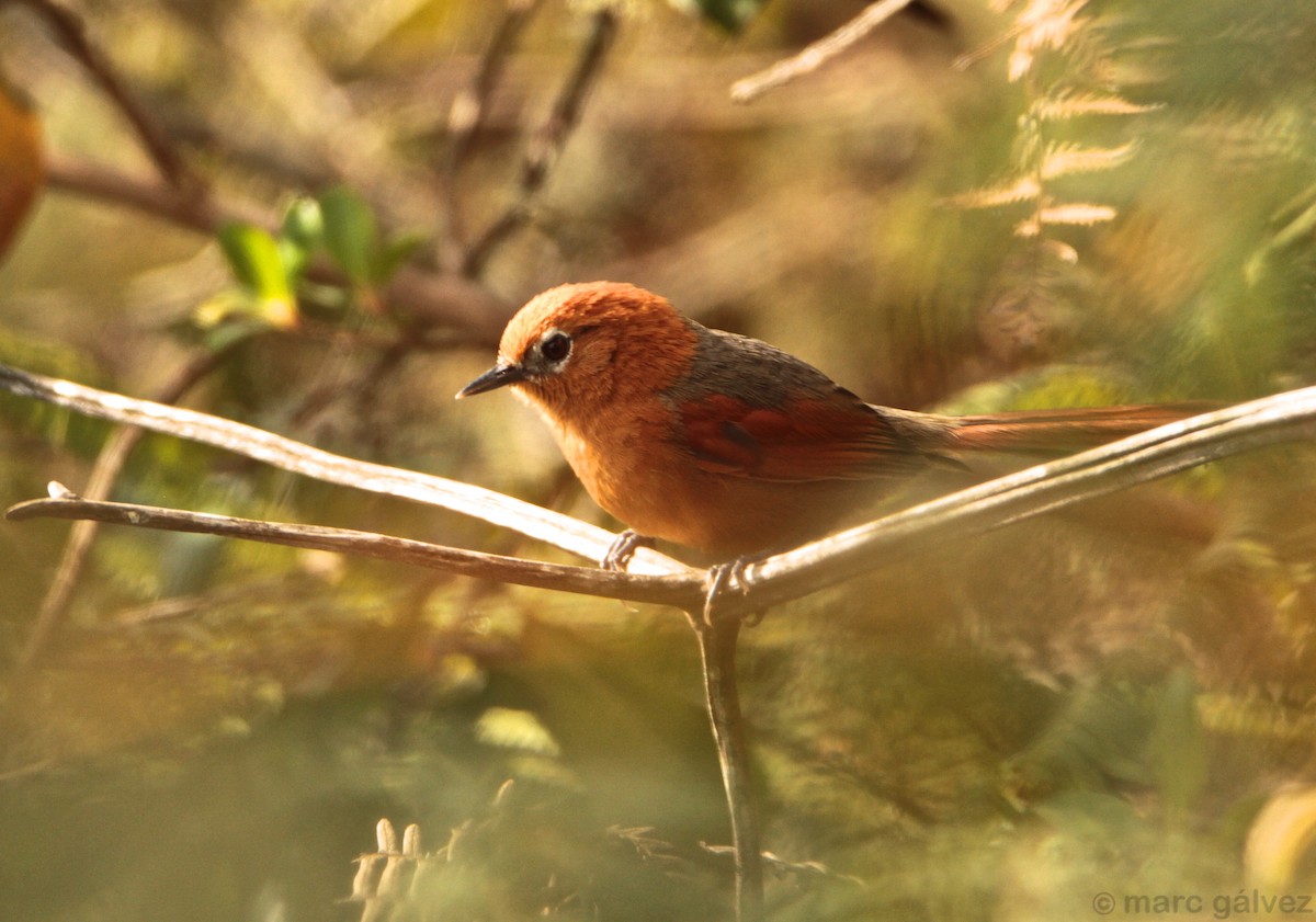 Rusty-headed Spinetail - ML205837551