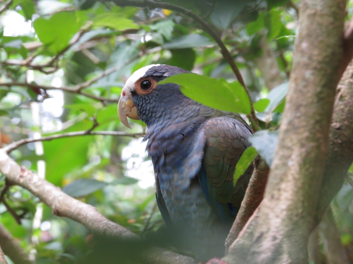 White-crowned Parrot - Marian W