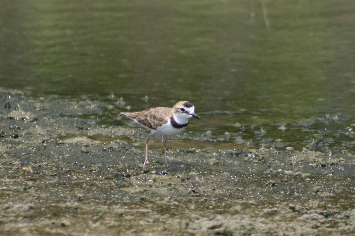 Collared Plover - ML205841091