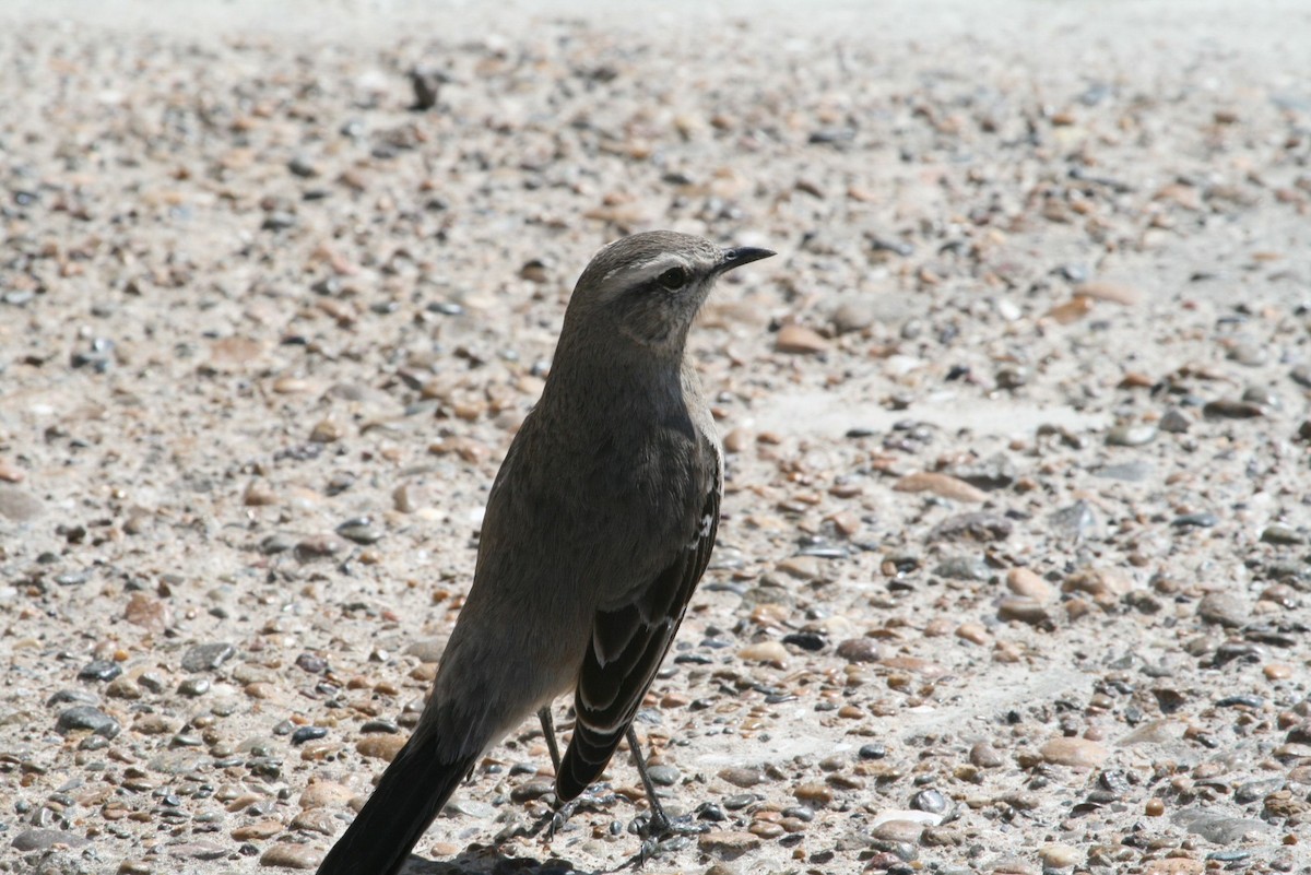 Patagonian Mockingbird - Juan martinez