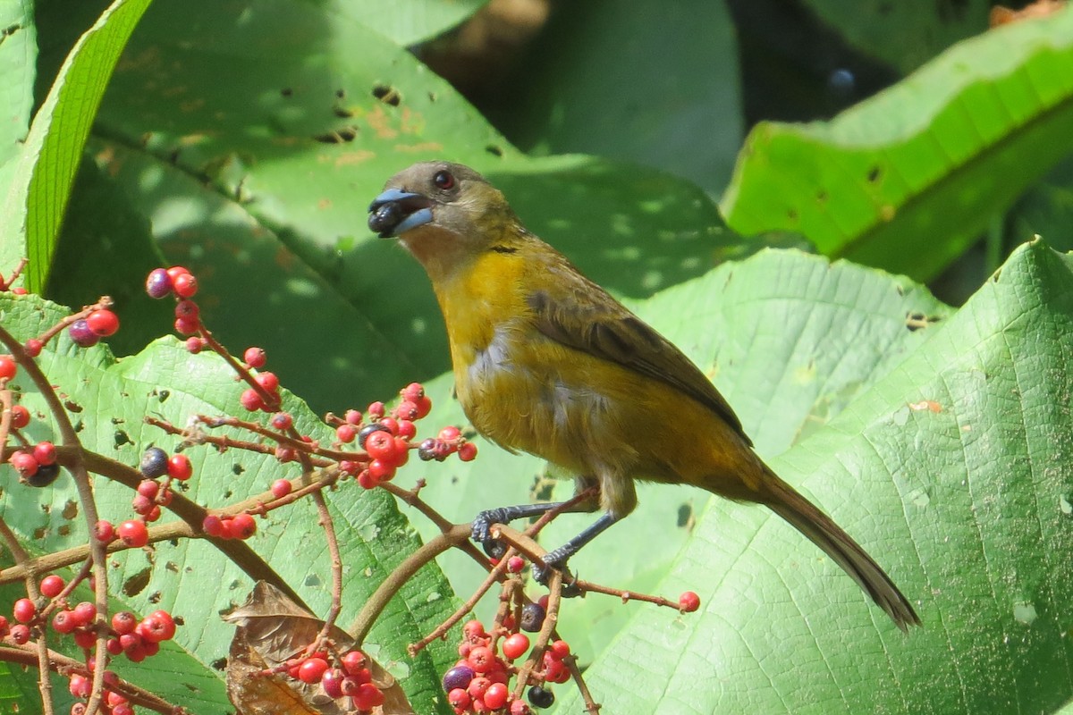Scarlet-rumped Tanager (Passerini's) - ML205841201