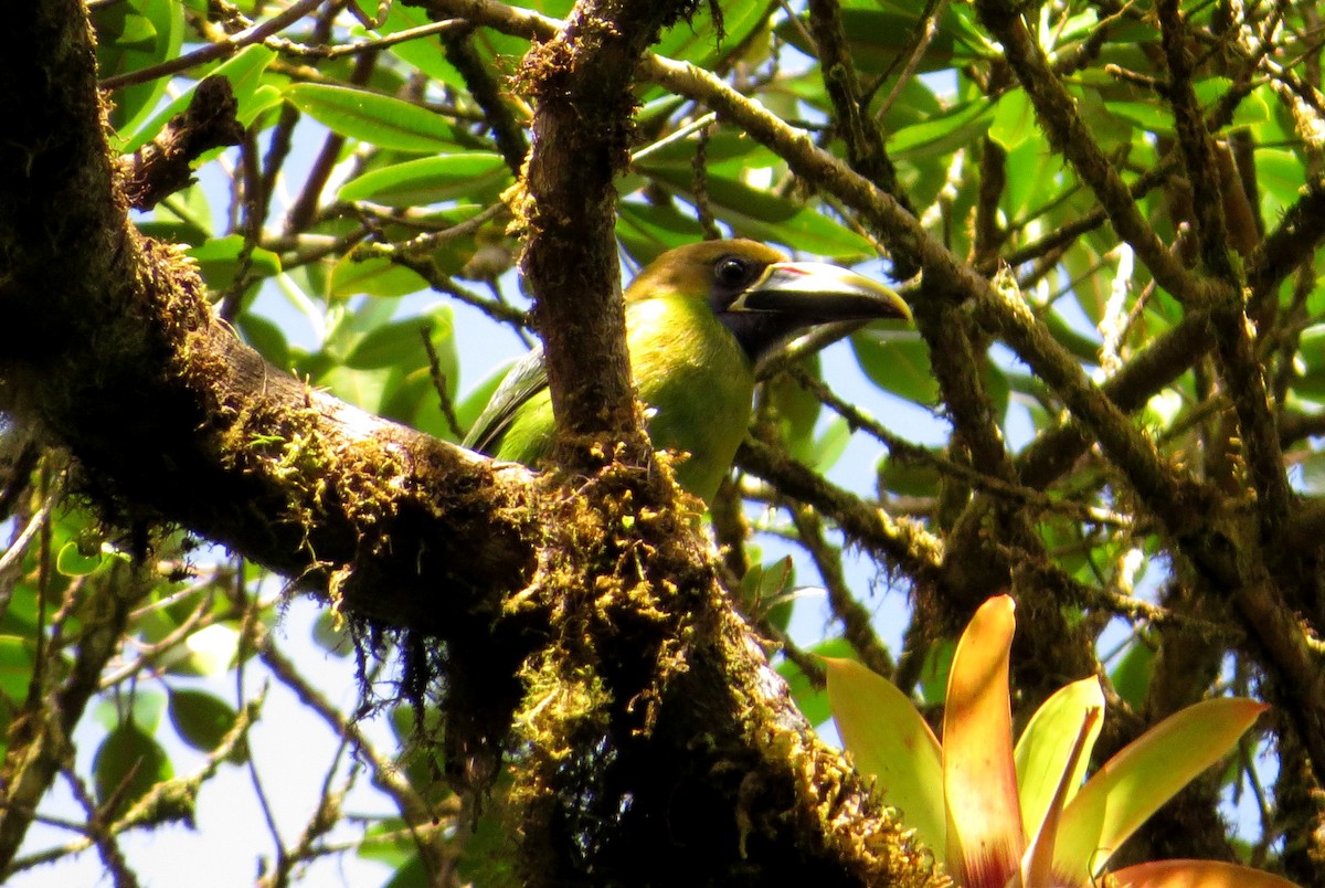 Northern Emerald-Toucanet (Blue-throated) - ML205841211