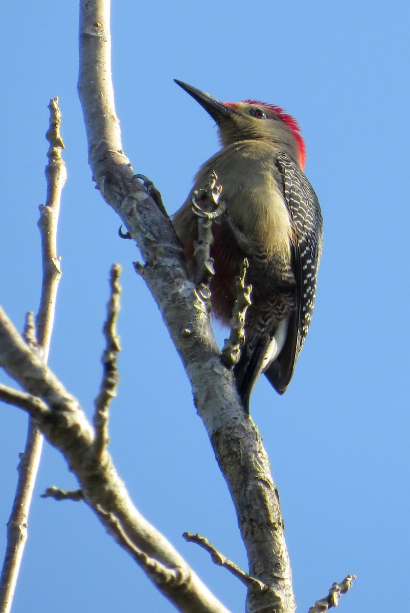 Golden-fronted Woodpecker (Velasquez's) - Marian W