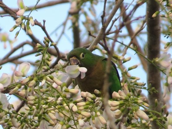 Olive-throated Parakeet (Aztec) - Marian W