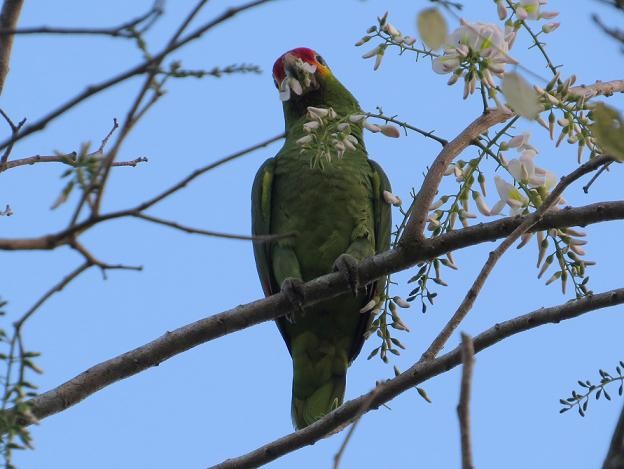 Red-lored Parrot - Marian W