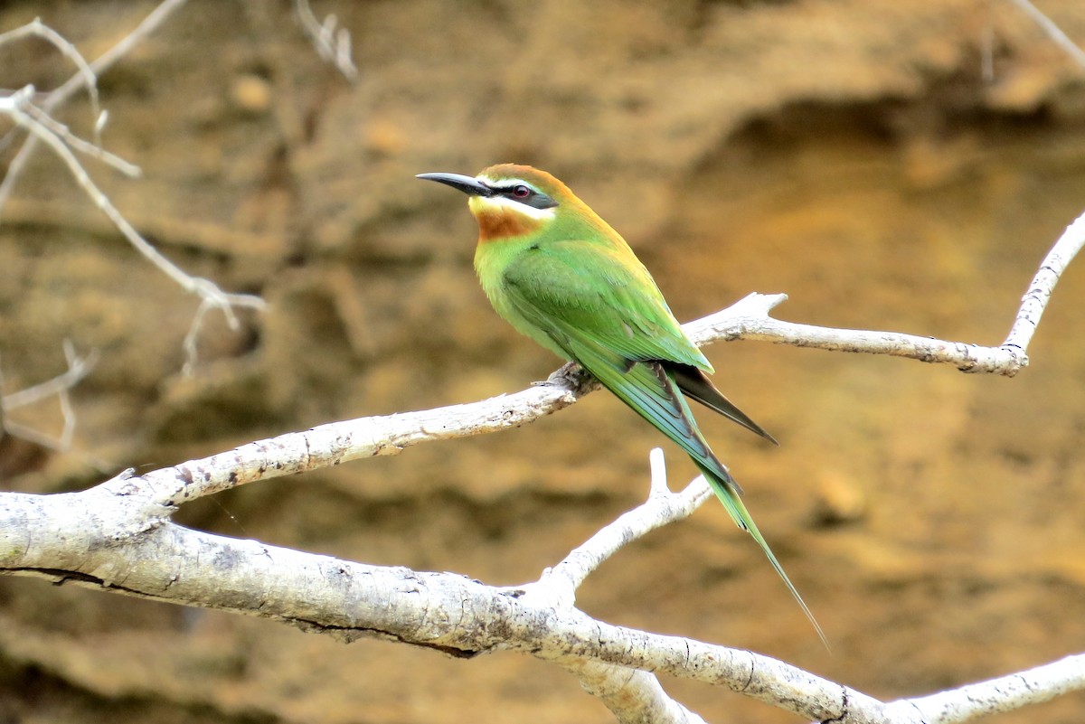 Madagascar Bee-eater - ML205841491