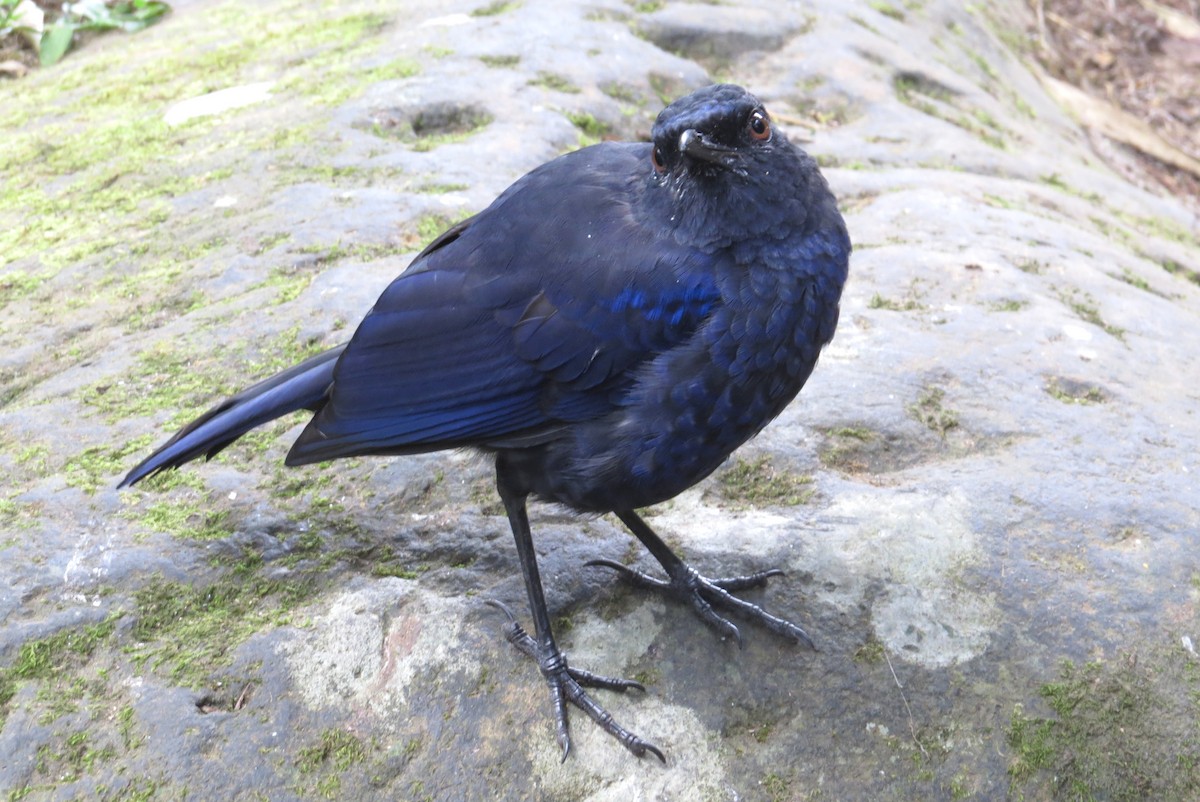 Тайваньская синяя птица - ML205841521