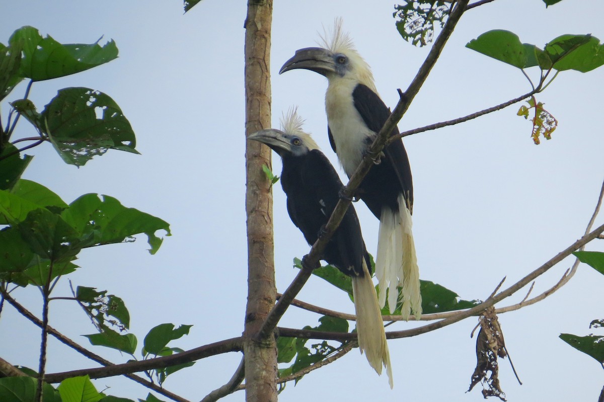 White-crowned Hornbill - Marian W