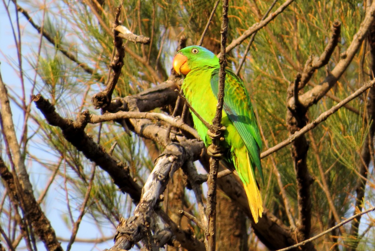 Blue-naped Parrot - Marian W