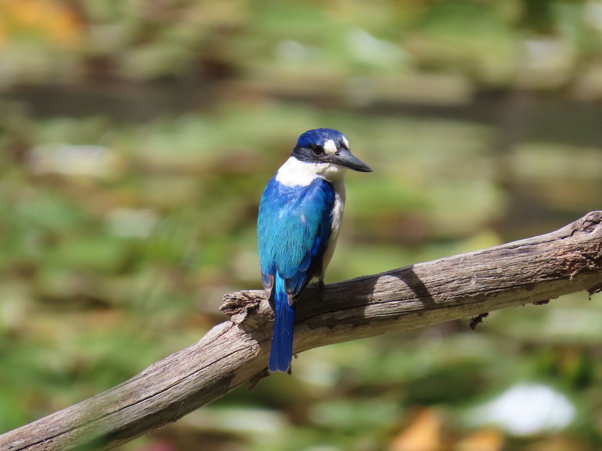 Forest Kingfisher - Marian W