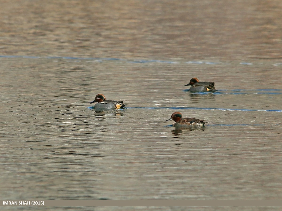 Green-winged Teal - ML205843031