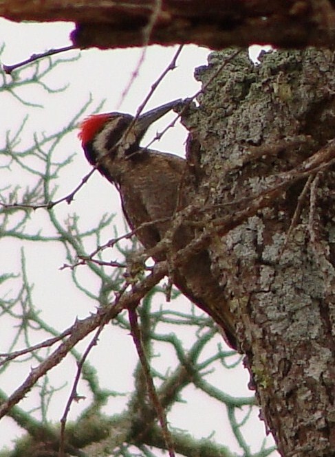 Bearded Woodpecker - ML205843111