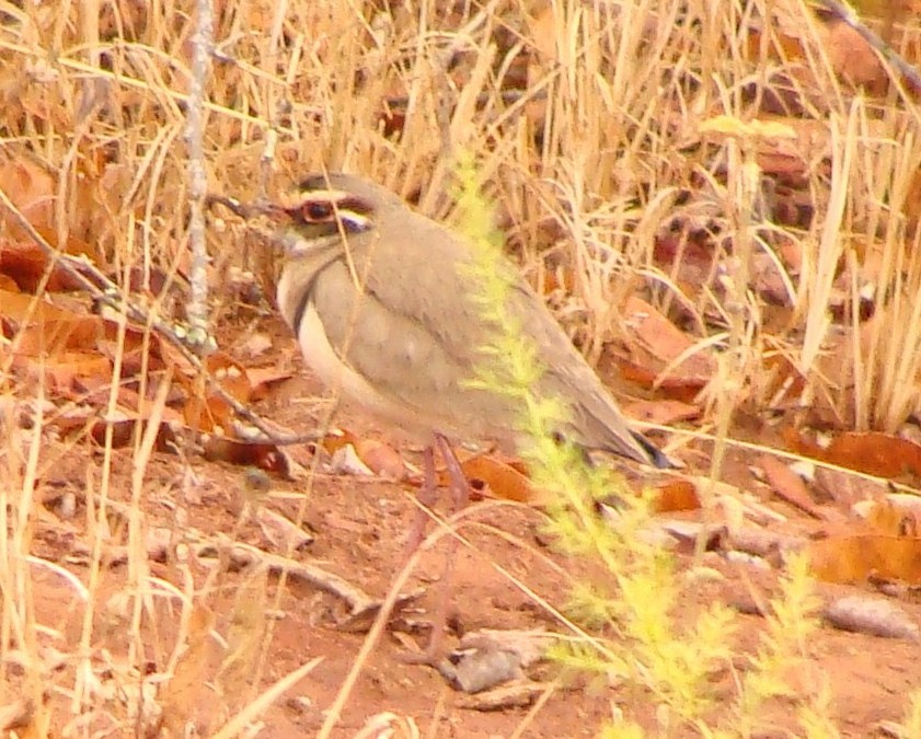 Bronze-winged Courser - Jason Anderson