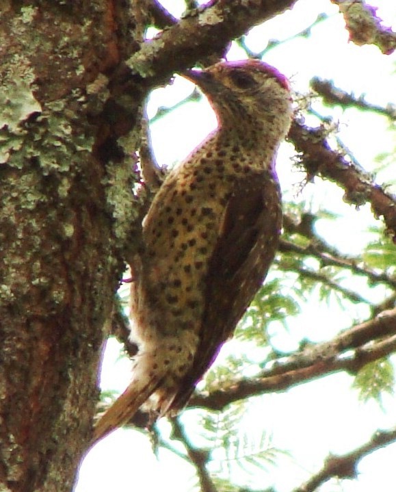 Green-backed Woodpecker (Spot-backed) - ML205843361