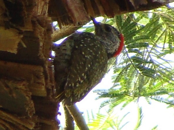 Green-backed Woodpecker (Spot-backed) - Jason Anderson