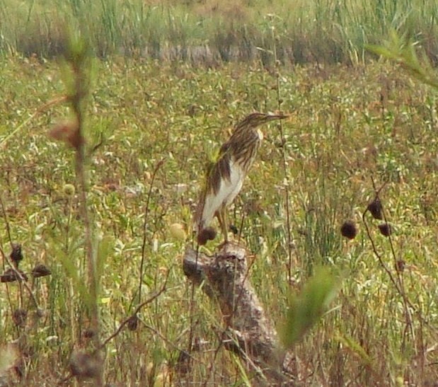 Malagasy Pond-Heron - ML205843471