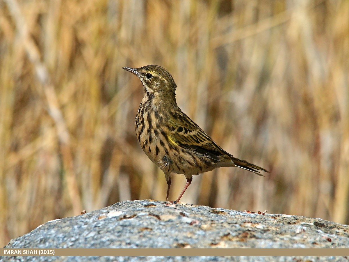 Rosy Pipit - ML205844331