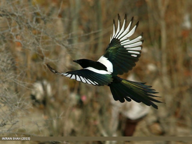 Eurasian Magpie - eBird