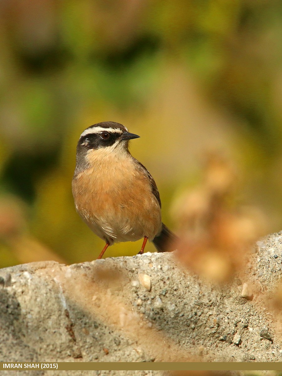 Brown Accentor - ML205844431