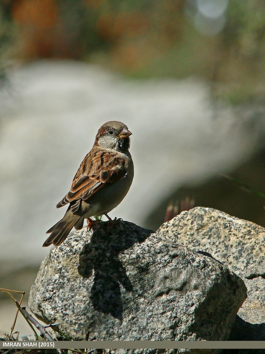 House Sparrow - Imran Shah