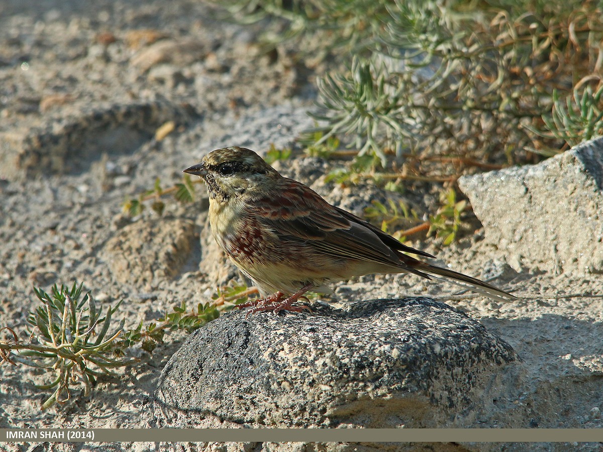 White-capped Bunting - ML205844691