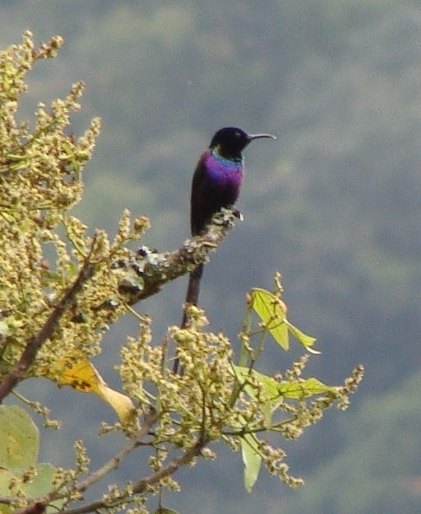 Purple-breasted Sunbird - ML205844771