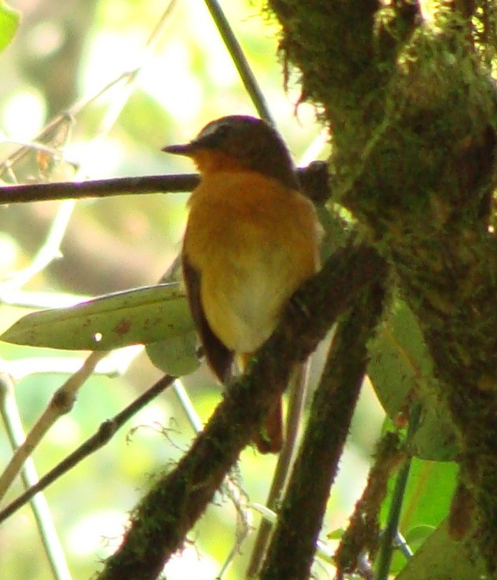 White-bellied Robin-Chat - ML205844801
