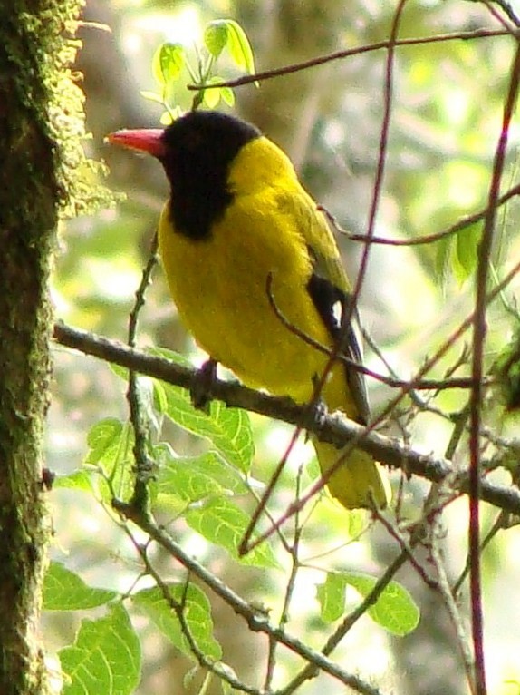 Black-tailed Oriole - Jason Anderson
